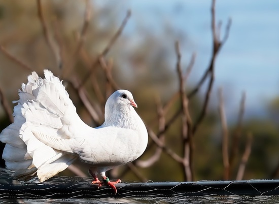 48-летний вор-романтик в Николаевске украл девять голубей редких пород